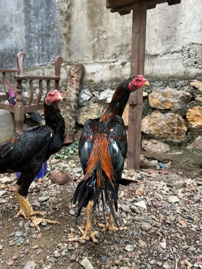 Ayam Ekor lidi super madura punya