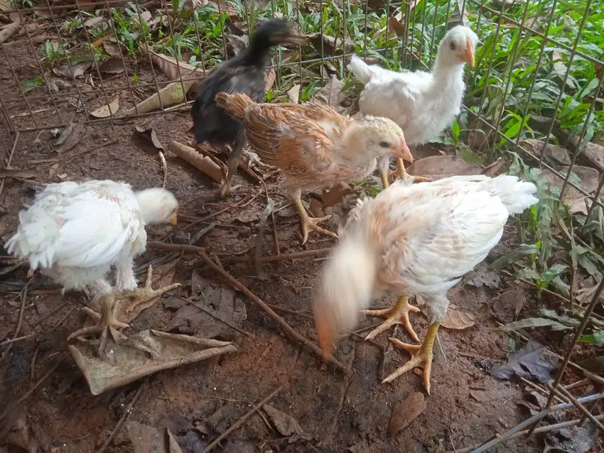 ayam Bangkok kecil Umur 1 bulan