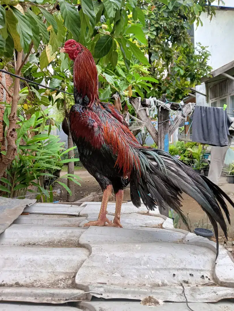 Jual ayam Bangkok