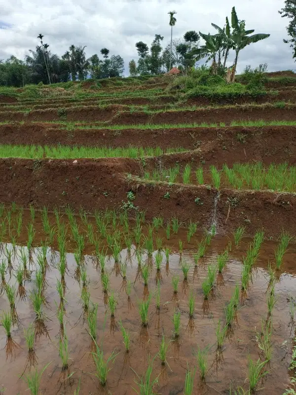 JUAL CEPAT TANAH SAWAH MURAH BANJARAN BANDUNG SELATAN