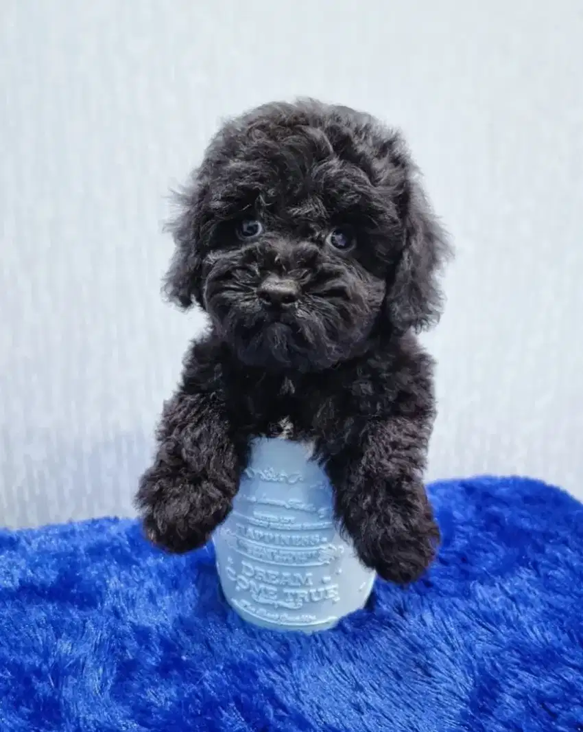 Kualitas top stambun tiny poodle