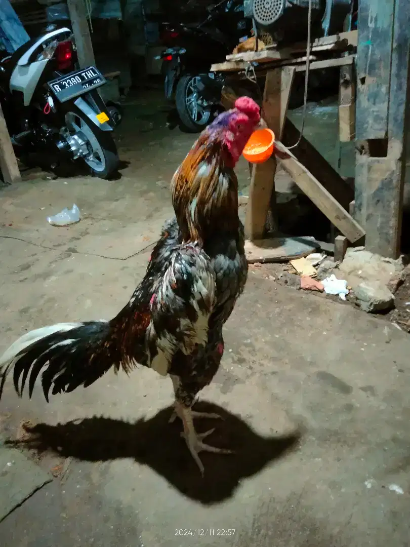 Ayam Bangkok...Ukuran 5