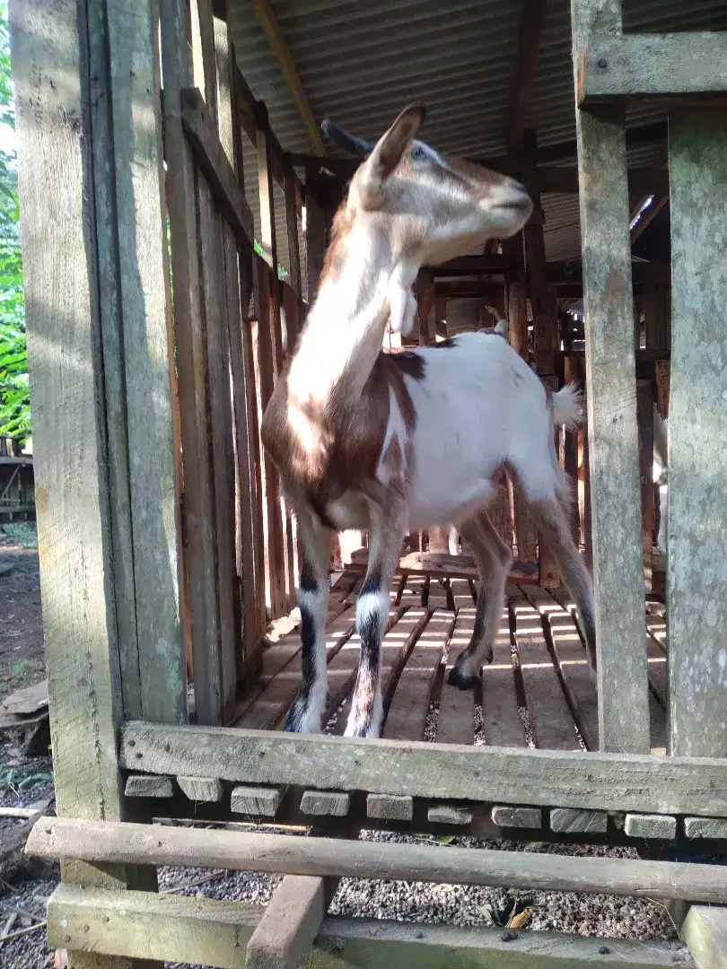 kambing betina sapera