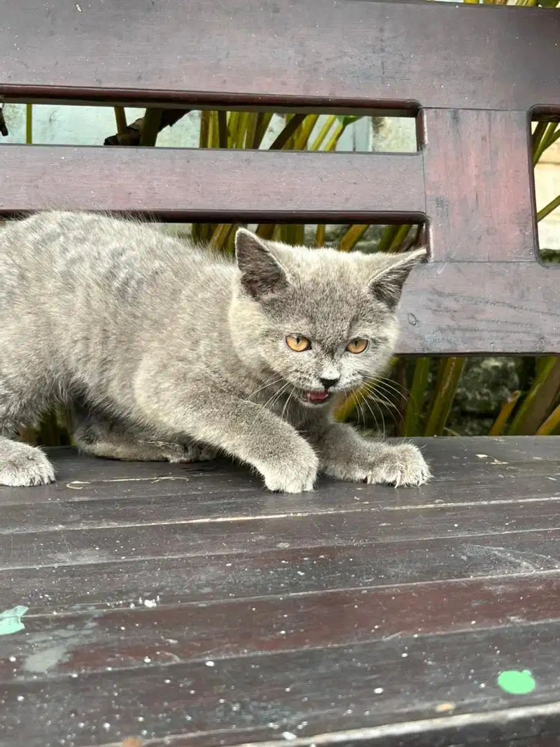 Kucing British Shorthair