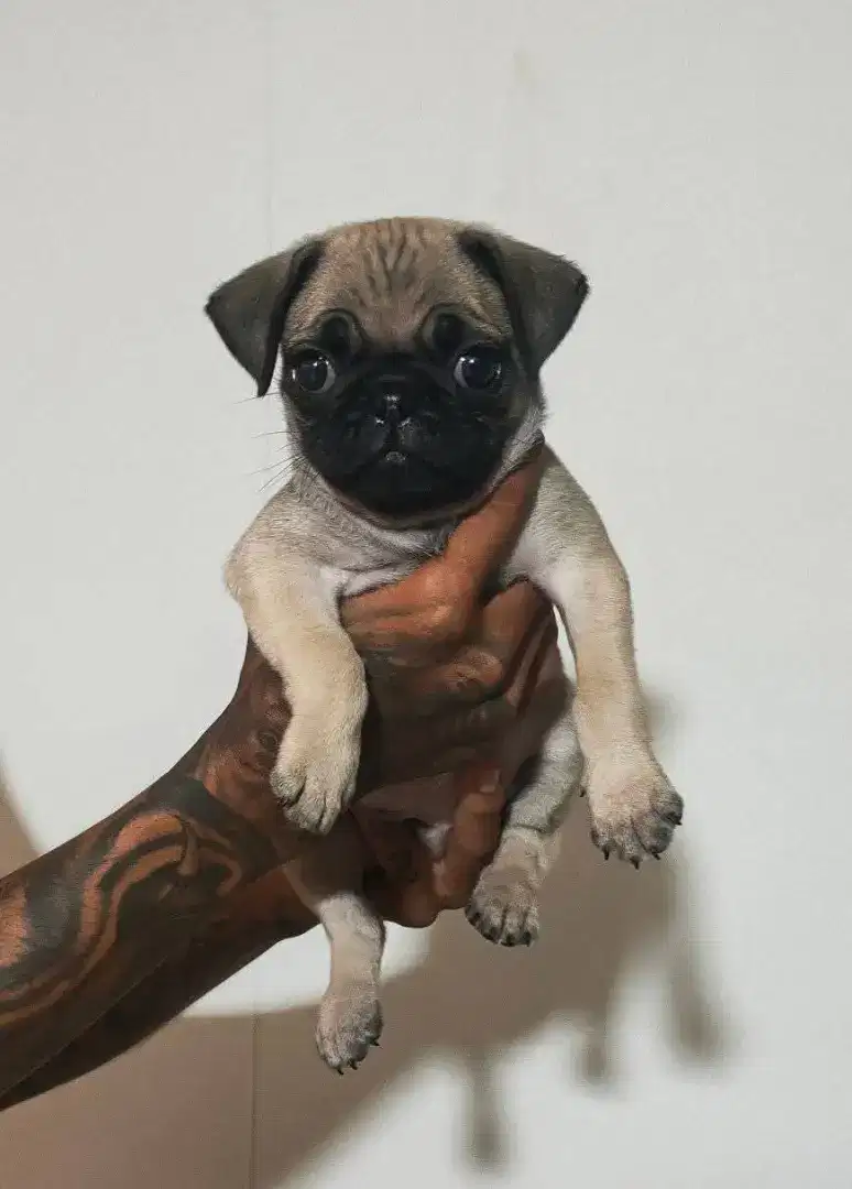 anak anjing pug jantan