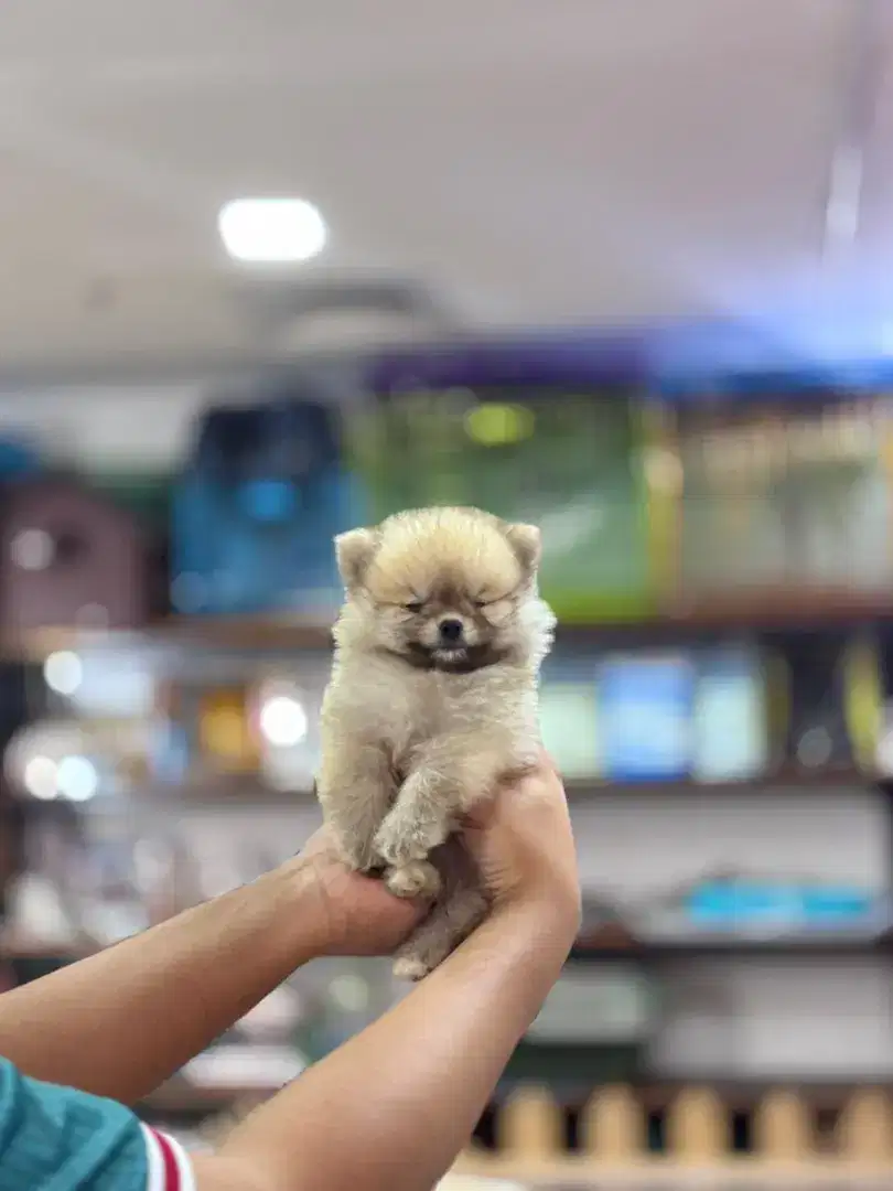 anjing superminipom