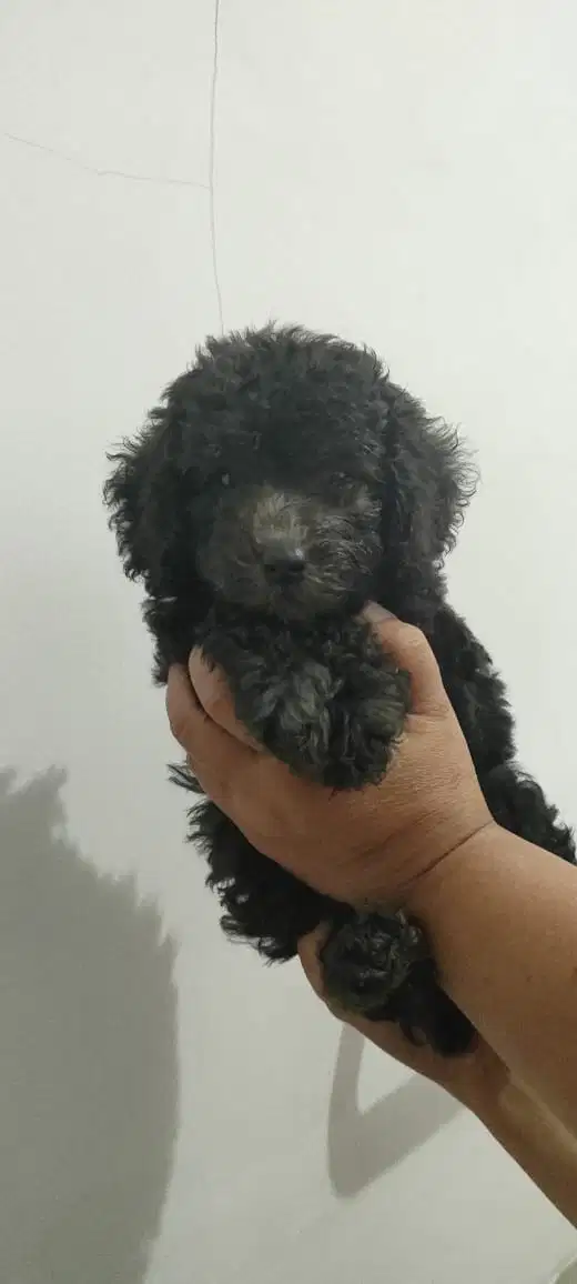 Dijual Anjing Toy Poodle Silver Murah