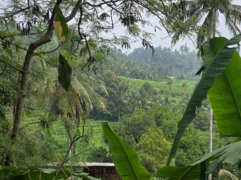 Dijual tanah view sawah dan lembah murah di bali