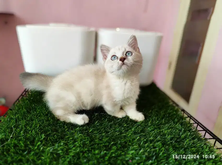 Kucing kitten munchkin (cebol) gaelic straight jantan