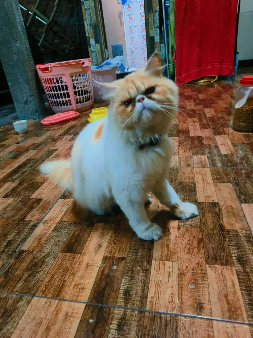 Kucing peaknose jual adopsi