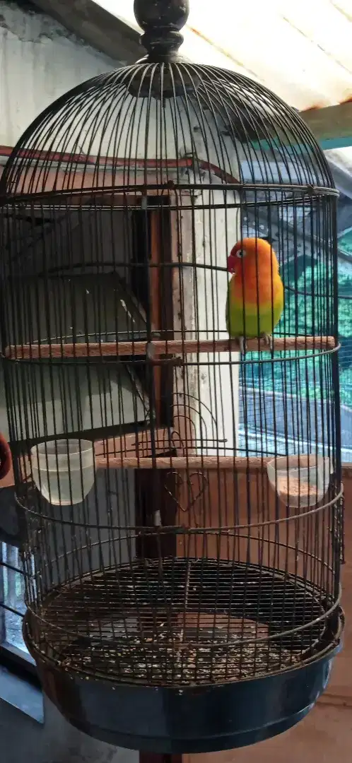 Burung lovebird plus kandang