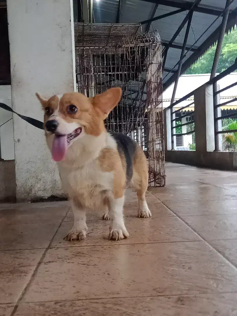 Pembroke Welsh Corgi betina