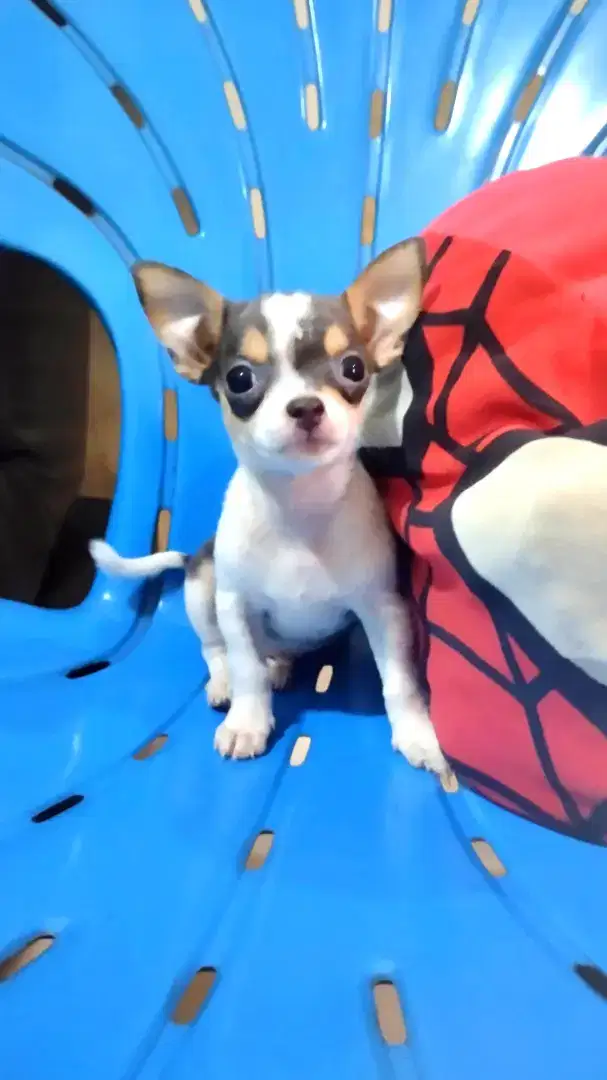 Chihuahua super tiny