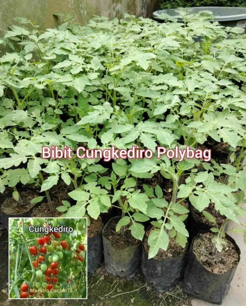 Bibit Cungkediro Berbagai Ukuran