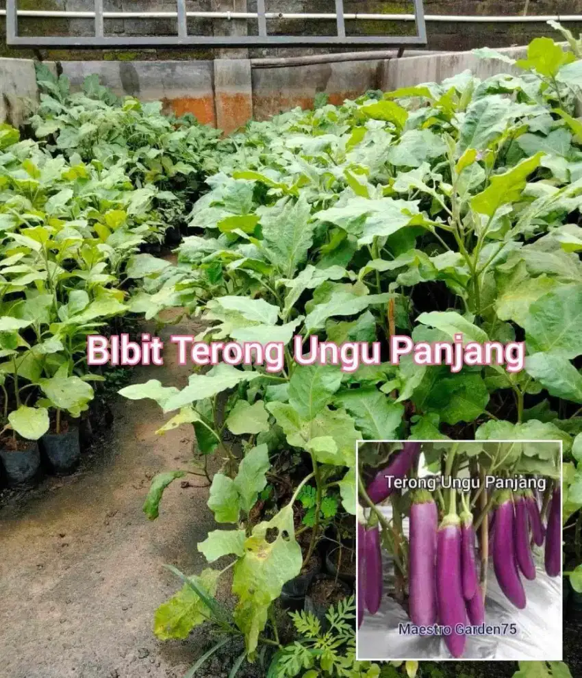 Bibit Terong Ungu Panjang Berbagai Ukuran