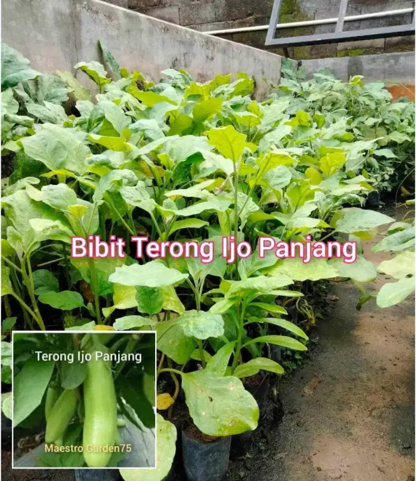 Bibit Terong Ijo Panjang Berbagai Ukuran