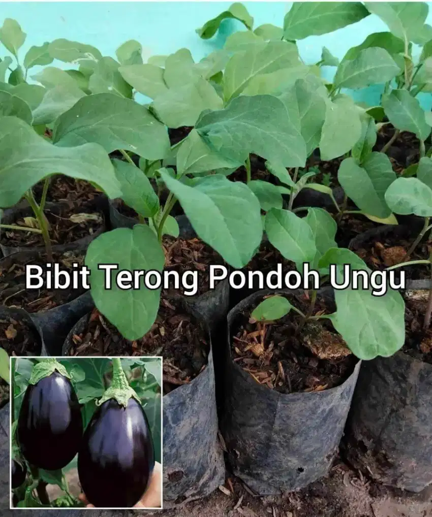 Bibit Terong Pondoh Ungu Berbagai Ukuran