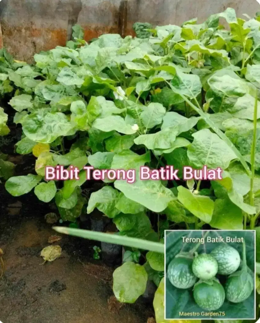 Bibit Terong Batik Bulat Berbagai Ukuran