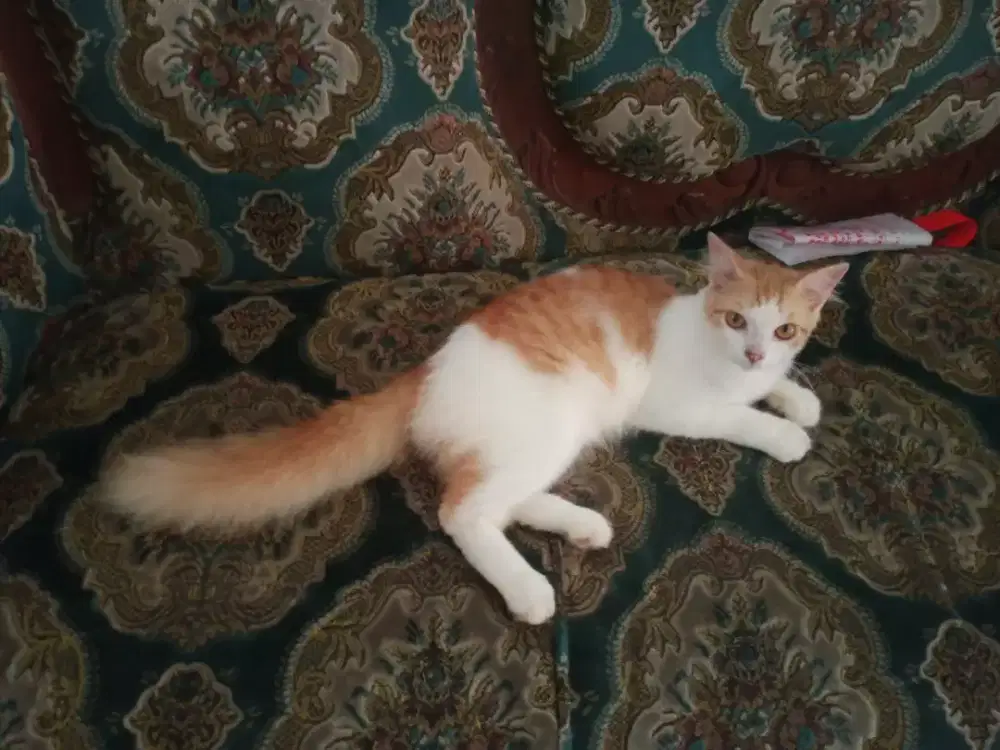 Kucing Persia Jantan umur 6,5bln, Sehat Lucu Penurut, Lincah