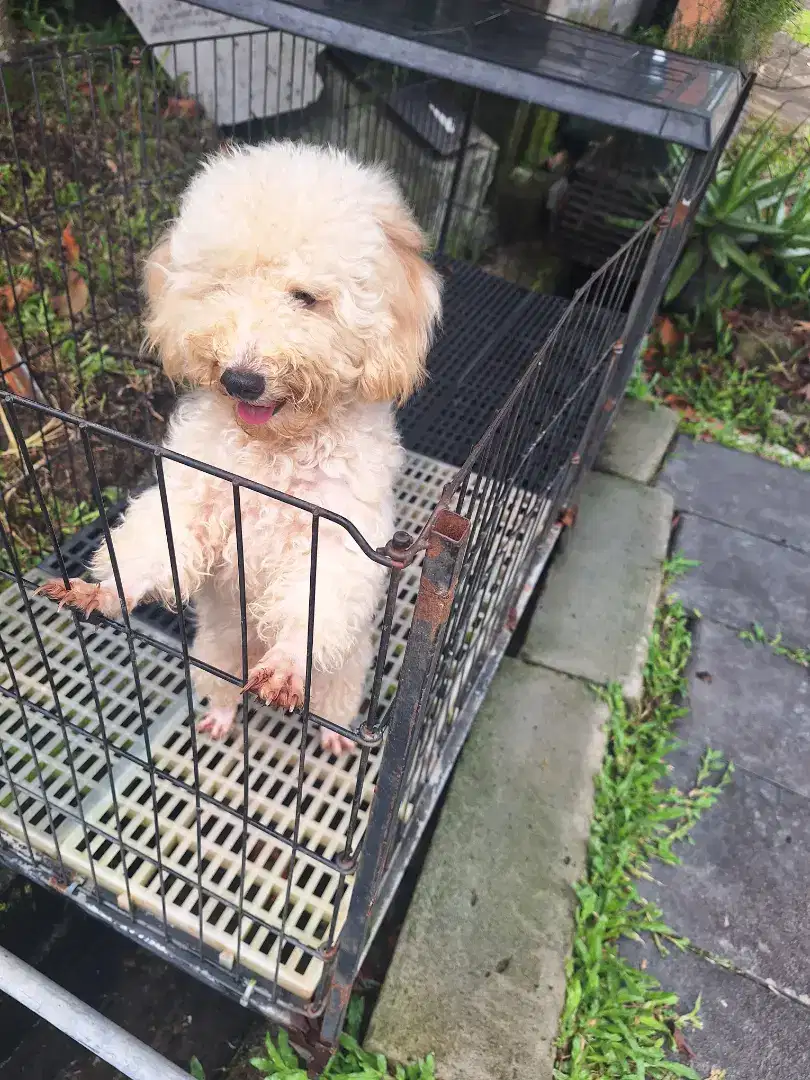 Flash Sale... Dijual anakan poodle