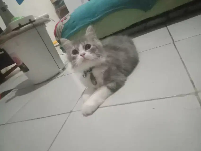 Kucing Persia Medium