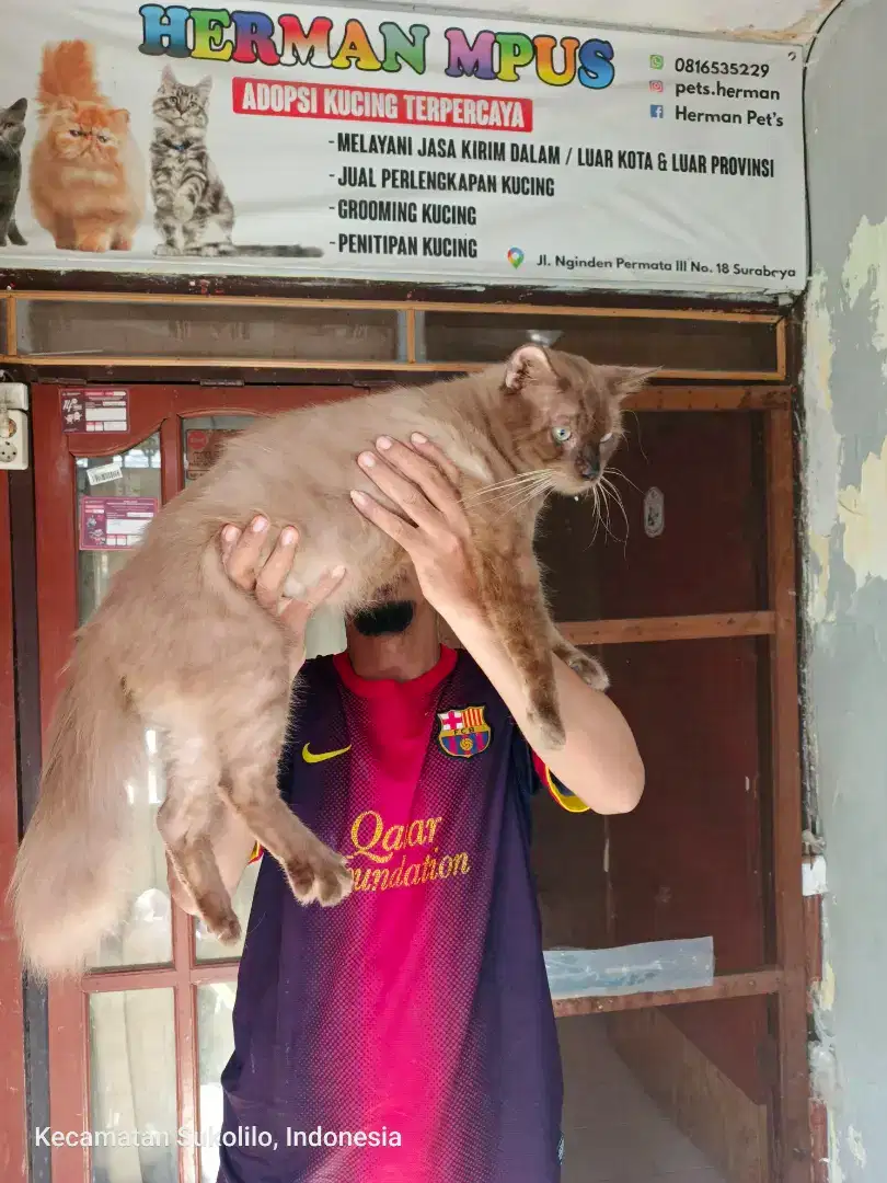 Kucing Siam jantan gemuk 9 bulan