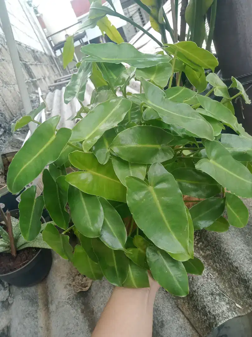 Tanaman hias philodendron brekele