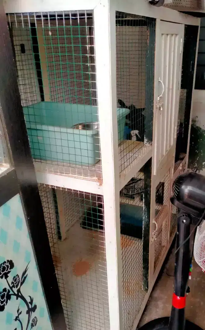 Kandang kucing kayu tingkat