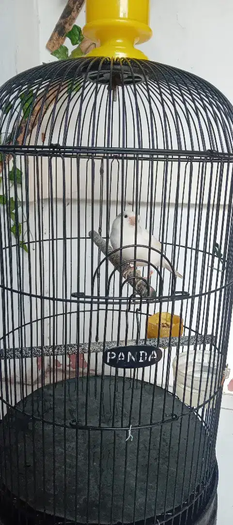 Dijual Burung Kenari