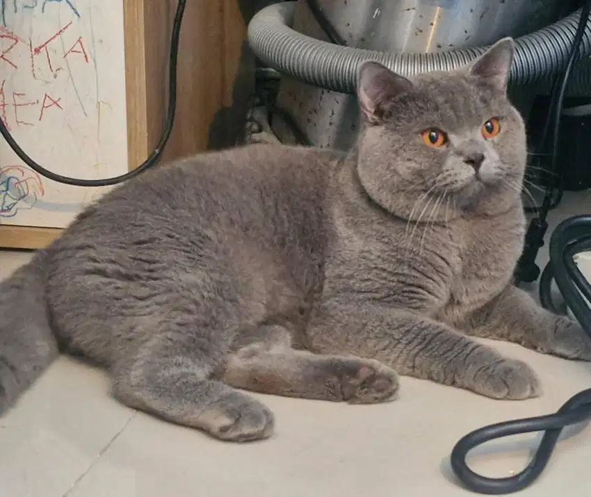 KUCING BSH PEDIGREE WCF dan Sertifikat sjow