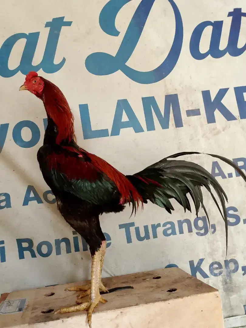 Ayam Bangkok super