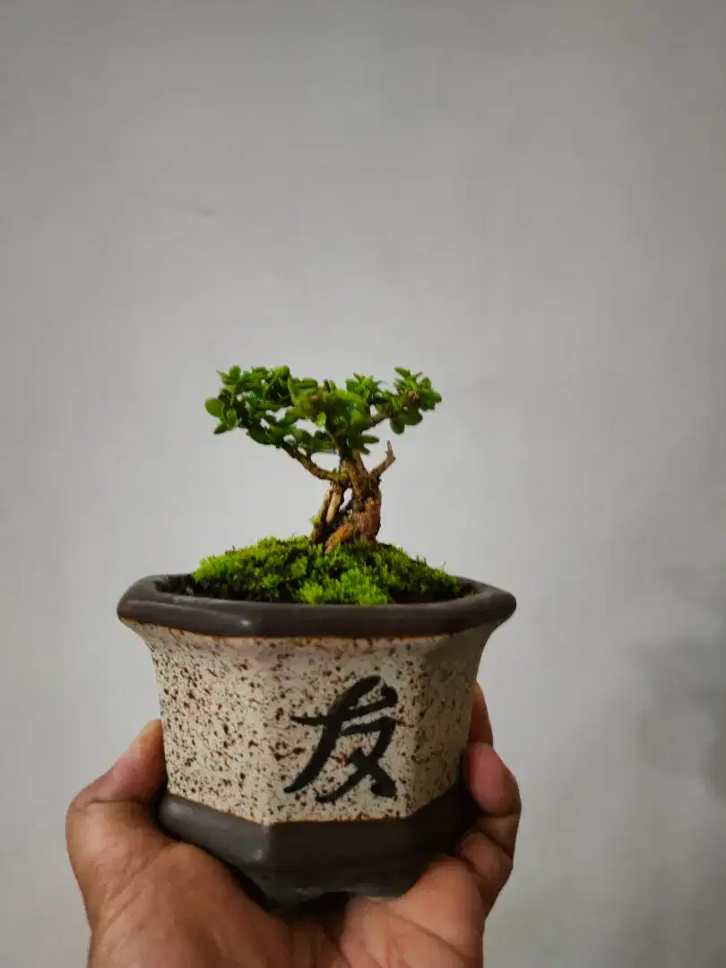 Bonsai Sancang Mungil