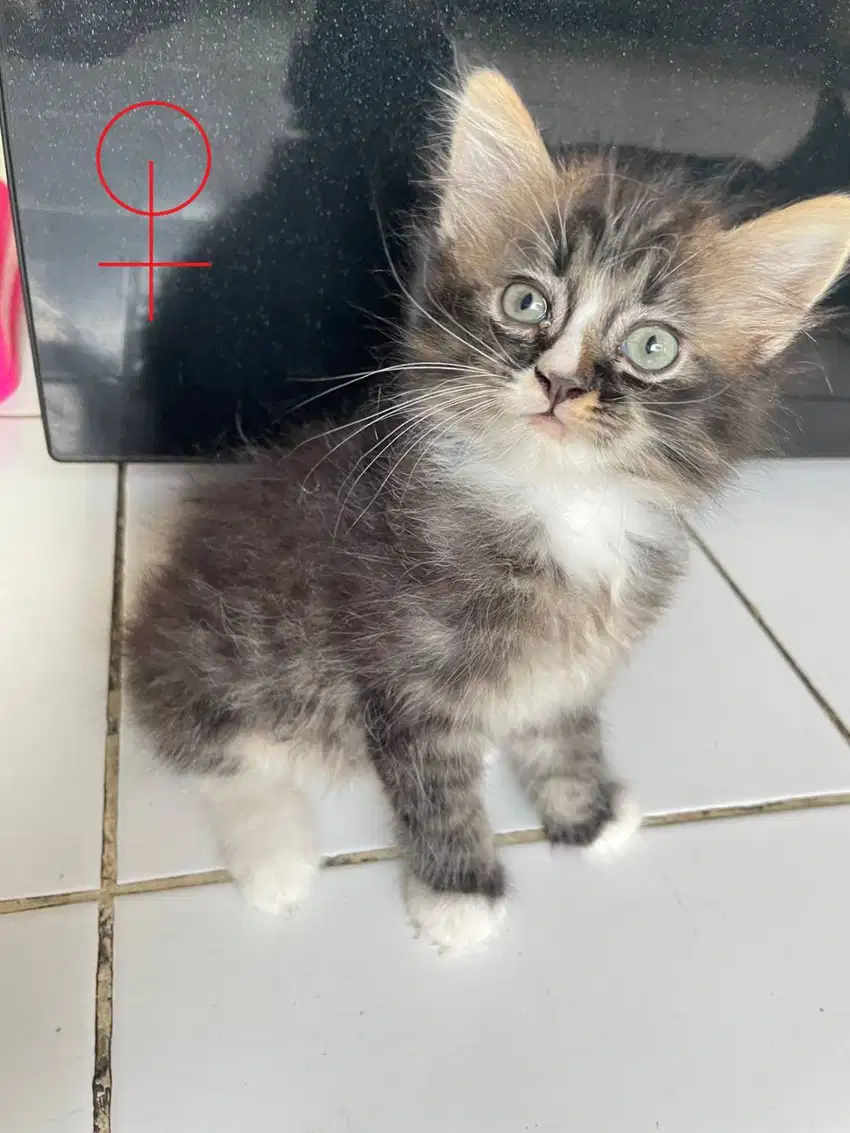 OPEN ADOPT KUCING MIXDOM PERSIA