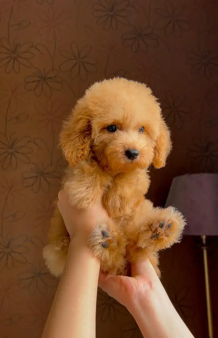 toy poodle betina fawn