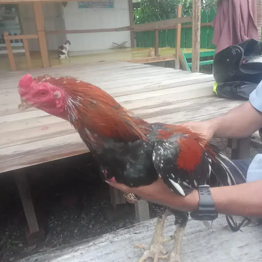 Dijual Ayam Jantan