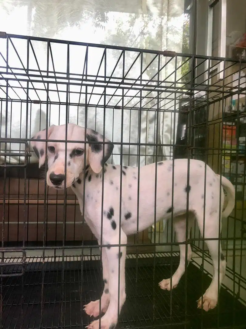 dalmation puppy