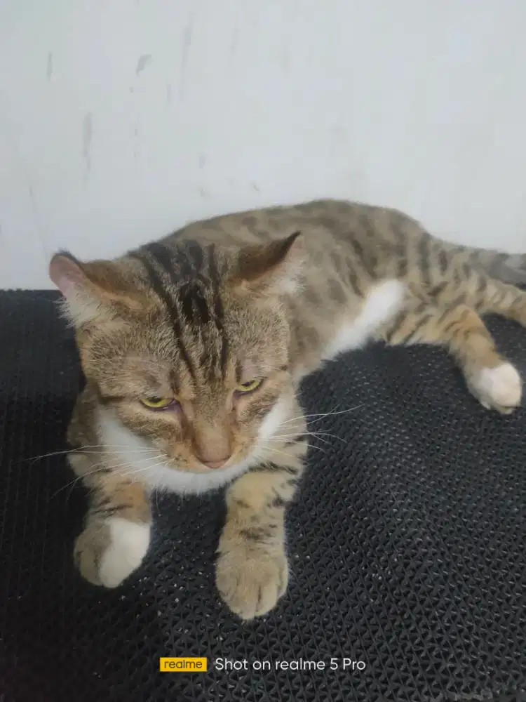 Jasa pacak kucing munchkin ganeta kinkalaow