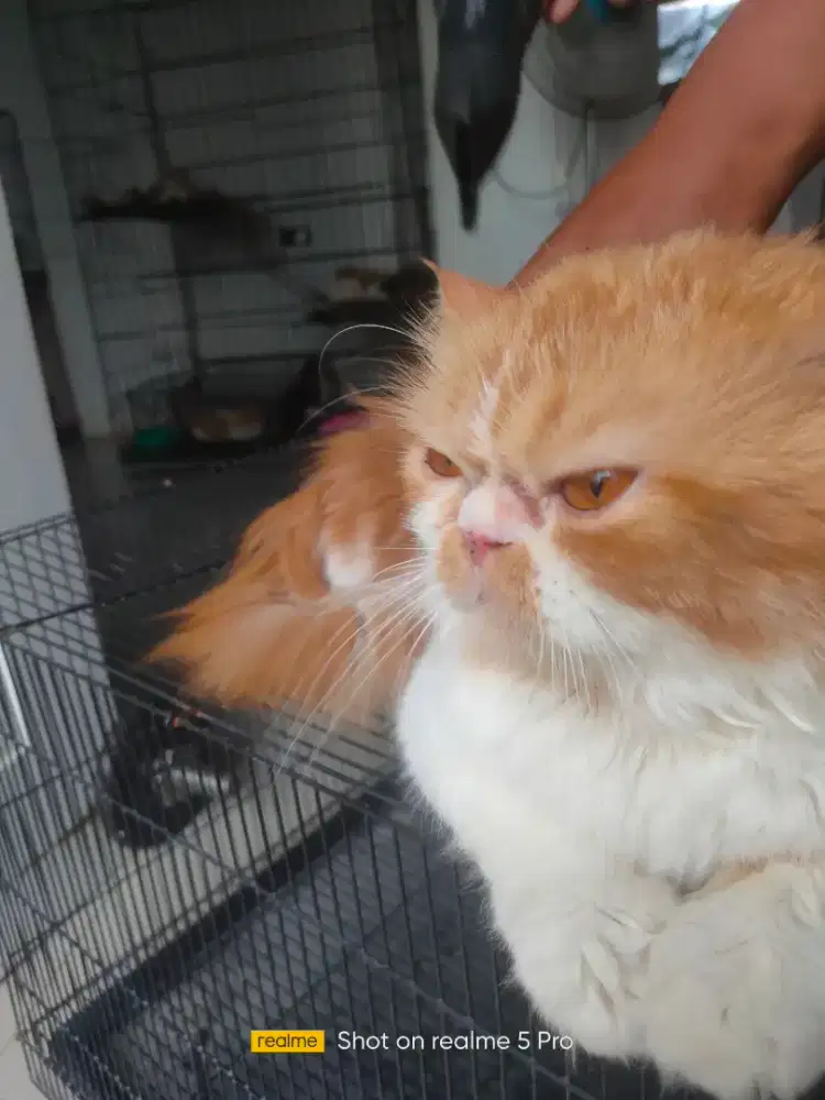 Jasa pacak kucing flaknose longhair