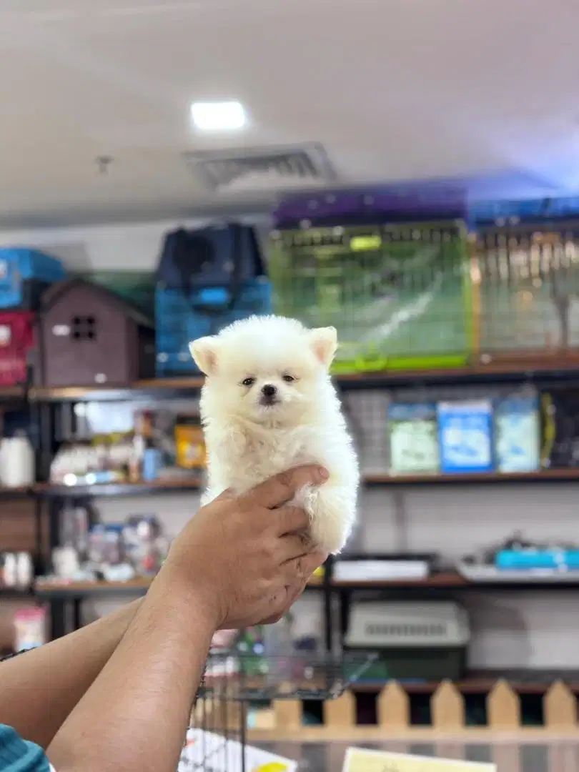 anjing minipom pomerian