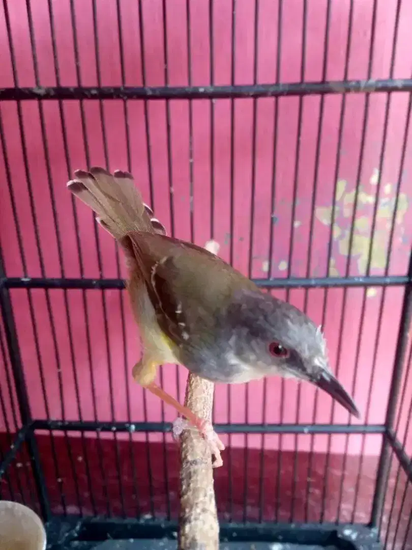 Burung ciblek semi gacor