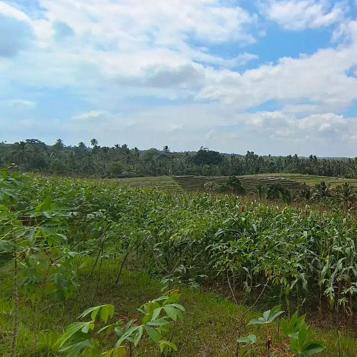 JUAL TANAH KEBUN VIEW SAWAH MURAH DI TABANAN BALI.