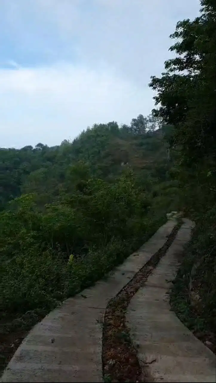 Tanah luas Mangunan Diinginkan Bantul Jogja.VIEW HUTAN PINUS MURAH BU