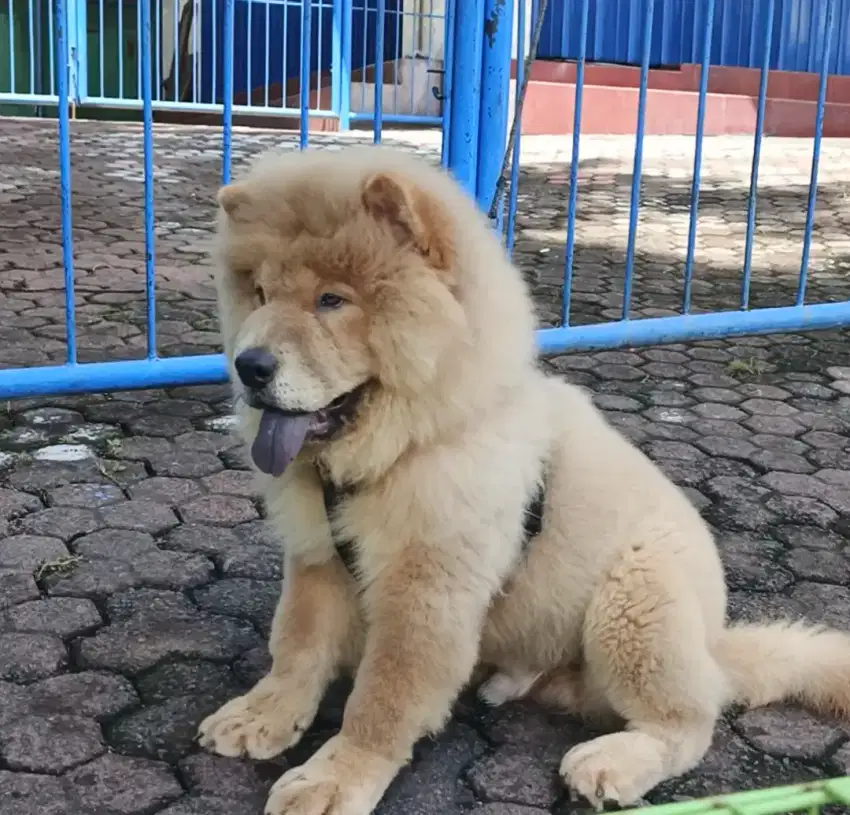 Baby chow-chow 4 bulan jantan