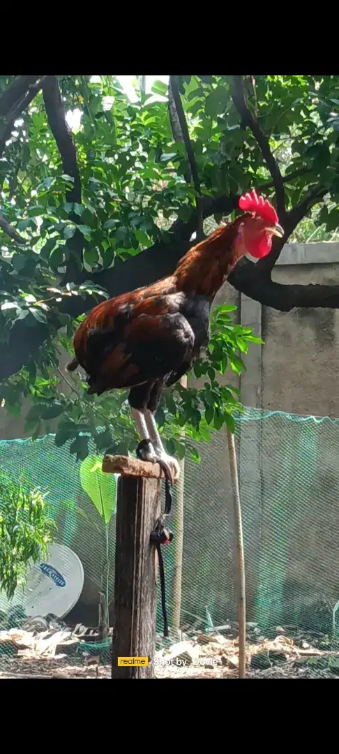 Ayam ketawa durasi(Tukung)