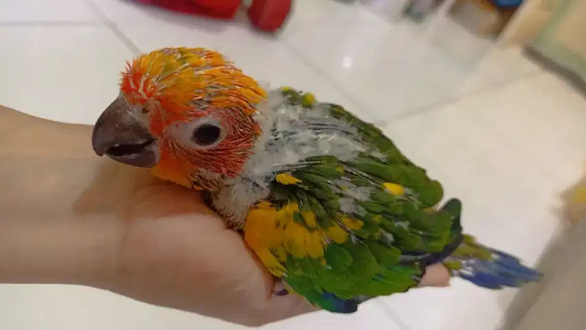 Sun conure jinak