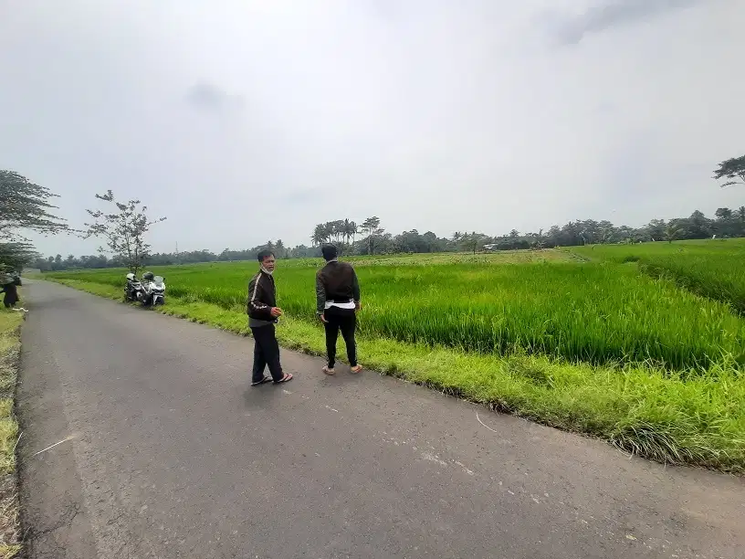 Tanah Sawah Curungrejo Kepanjen Dijual murah B.U Poll pinggir jl Aspal