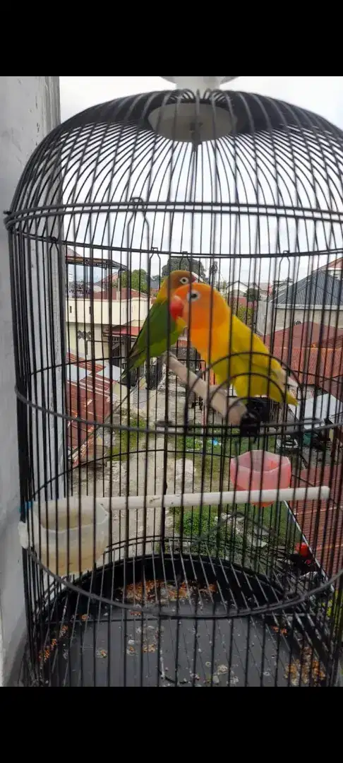 Burung lovebird gacor