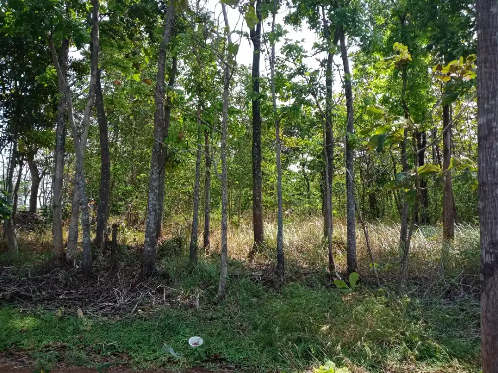 Jual tanah kebun strategis