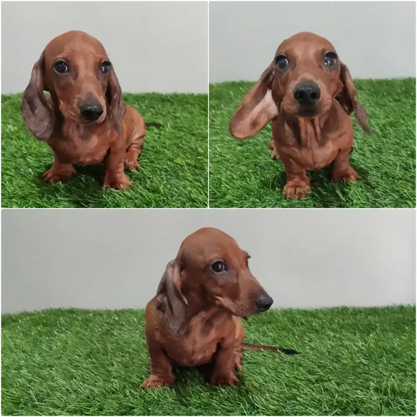 Male miniature Dachshund (Mini Tekel Jantan)