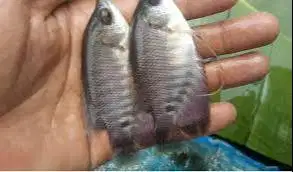 Bibit Ikan Gurami dan Komsumsi Cikarang Baru